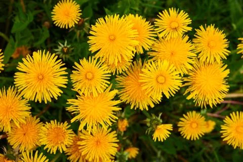 Group of dandelion Stock Photos