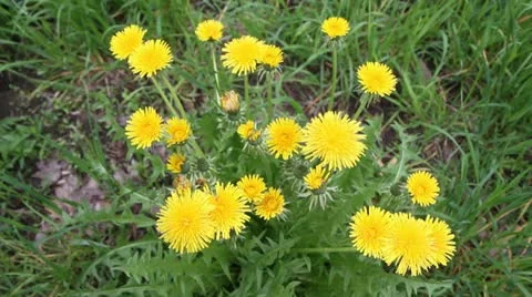 A group of dandelions Video stock 11078897