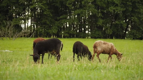 A group of dark and reddish sheep grazing on a green field near the forest Stock Footage 307192384
