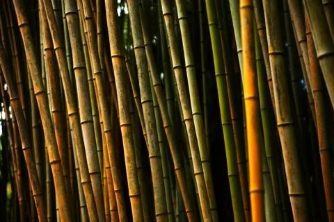 A group of dark bamboo Stock Photos