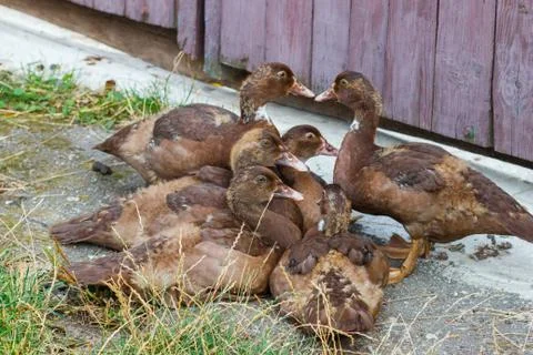 Group of dark brown ducks, concept of agriculture Stock-Fotos