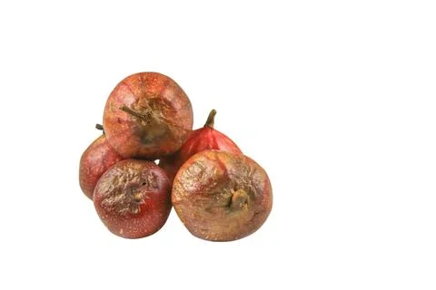A group of dark red figs, some showing early signs of decay, cutout with cl.. Stock Photos