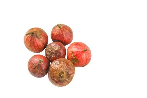 A group of dark red figs, some showing early signs of decay, cutout with cl.. Stock Photos