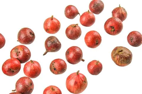 A group of dark red figs, some showing early signs of decay, cutout with cl.. Stock Photos
