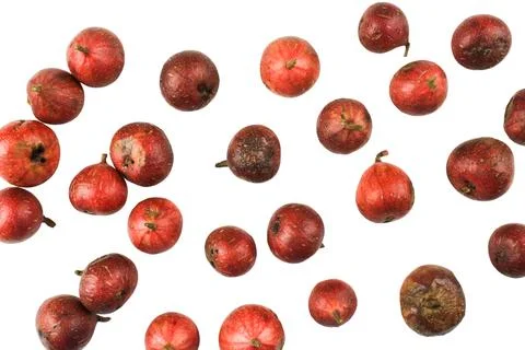 A group of dark red figs, some showing early signs of decay, cutout with cl.. Stock Photos