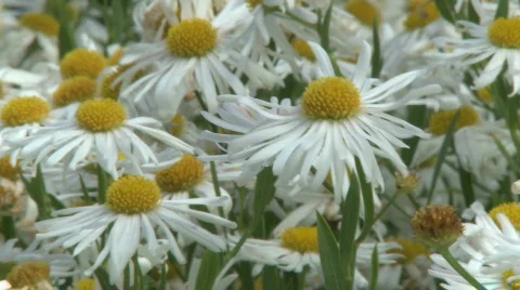 A Group of Dasies Stock Footage 266566