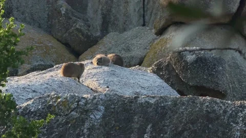 A Group of Dassie on Boulders Beach Stock Footage 277829072