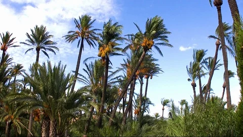 Group of date palms. Stock Footage 111137616