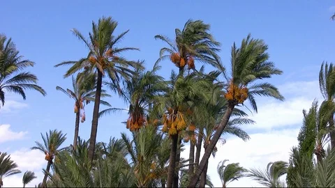 Group of date palms. 動画素材 111137676