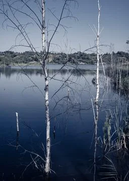 Group of dead birch trees standing in lake water in the summertime. Stock Photos