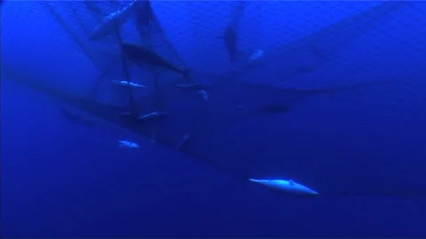 Group of Dead Bluefin Tuna Ensnared in Net Stock Footage 283446972