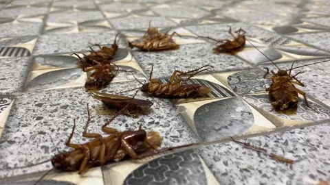 Group of dead cockroach lying on a floor Vídeo Stock 288100248