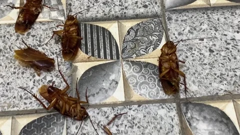 Group of dead cockroach lying on a floor. kecoa Vídeo Stock 288100251