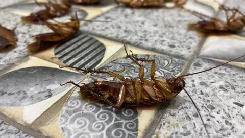 Group of dead cockroach lying on a floor Vídeo Stock 288100270