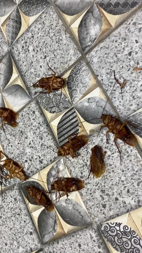 Group of dead cockroach lying on a floor Vídeo Stock 288100282