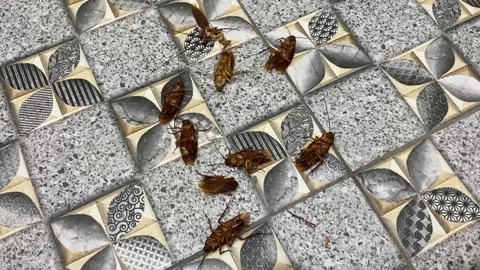 Group of dead cockroach lying on a floor Vídeo Stock 288100283