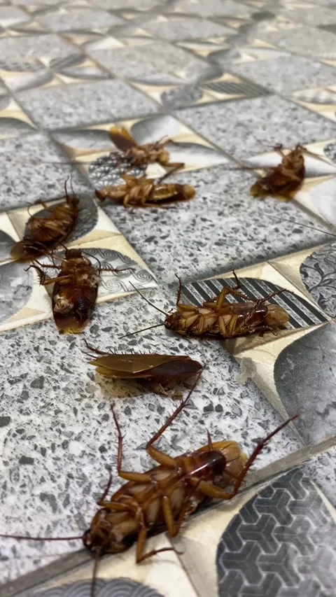 Group of dead cockroach lying on a floor Vídeo Stock 288100291
