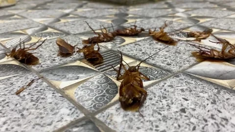 Group of dead cockroach lying on a floor. kecoa Stock Footage 288100292