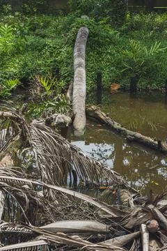 A group of dead coconut trees in the river. Stock Photos