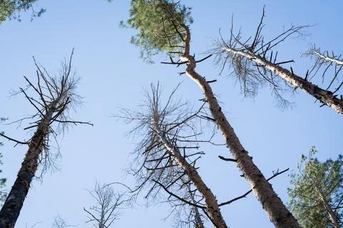 A group of dead pine trees Stock Photos