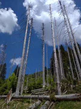A group of dead trees with clouds Stock-Fotos