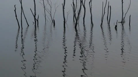 A group of dead trees in a lake Stock Footage 35102472