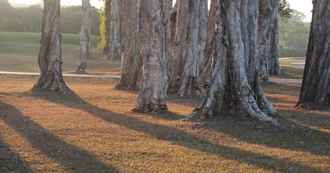 A group of deciduous trees on a golf course. Sunset, beautiful light. Pan shot. Vídeos de archivo 123051783