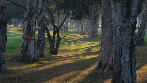 A group of deciduous trees on a golf course. Sunset, beautiful light. Pan shot. Vídeos de archivo 123052026