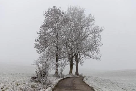 A group of deciduous trees without leaves is in a forest in autumn in fog Stock Photos