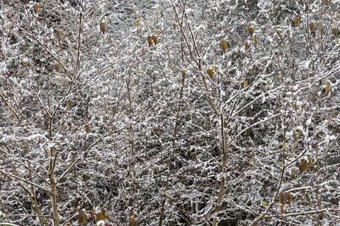 A group of deciduous trees without leaves with snow is in a forest in winte in Fotos de archivo