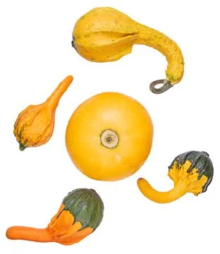 Group of decorative multicolored mini pumpkins isolate on white background Stock-Fotos