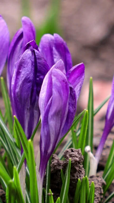 Group of deep purple crocus flowers blooming in a garden bed, highlighting .. Stock Footage 339851099