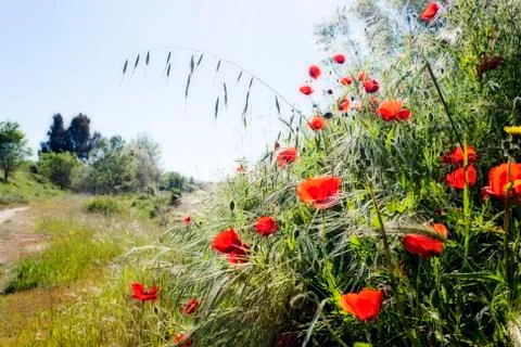 A group of deep red poppies in a meadow during their flowering Stock Photos