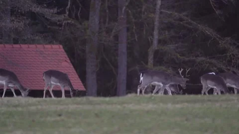 A group of deer and roe deer graze on a meadow Stock Footage 263132736
