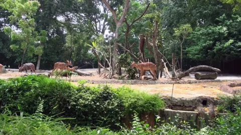 A group of deer are walking through a lush green forest Stock Footage 282240929
