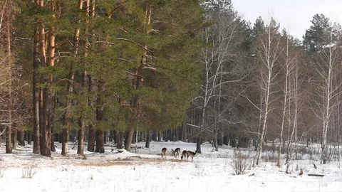 A group of deer ate and walked in a winter forest. Stock Footage 106463654