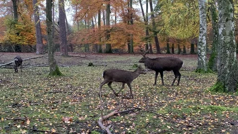 Group of deer in the autumn forest in germany in 4k Stock Footage 126028947