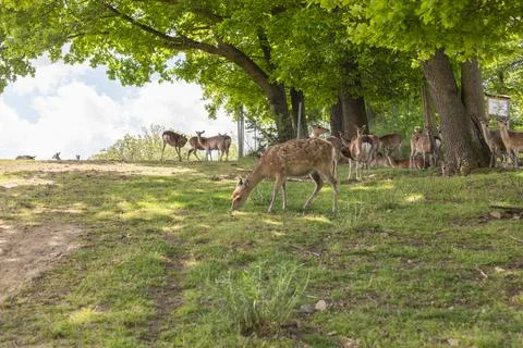 A group of deer can be seen grazing calmly in a green field surrounded by tre Stock Photos