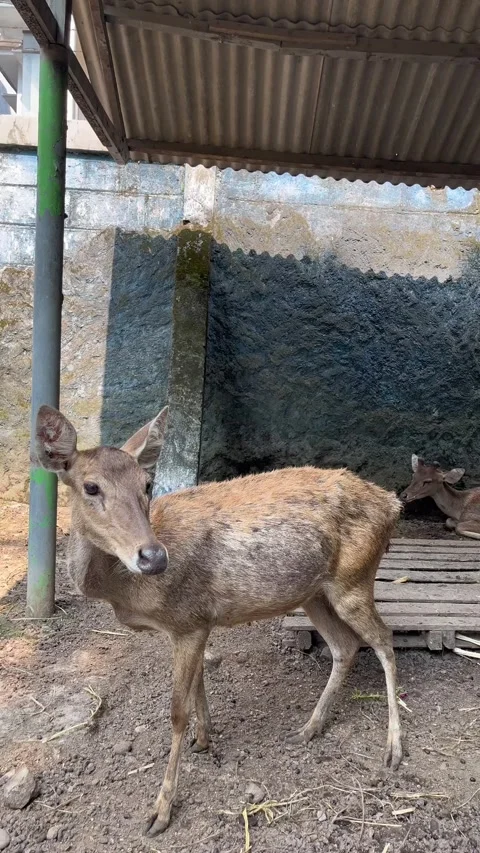 A group of deer in captivity at the zoo Stock Footage 306404666
