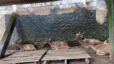 A group of deer in captivity at the zoo Stock Footage 306404670