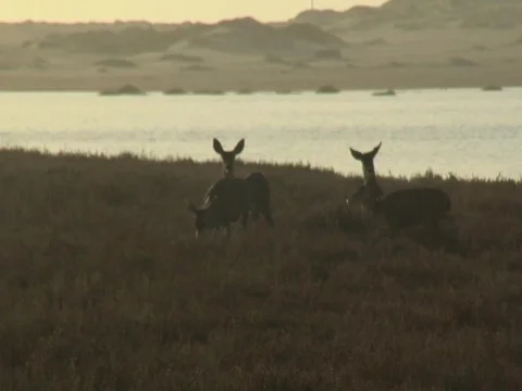 Group of deer at dusk Video stock 706953