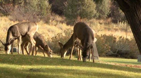Group of Deer Eating Grass Stock Footage 27883867