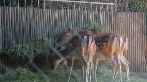 Group of Deer Eating Grass Stock Footage 60252090