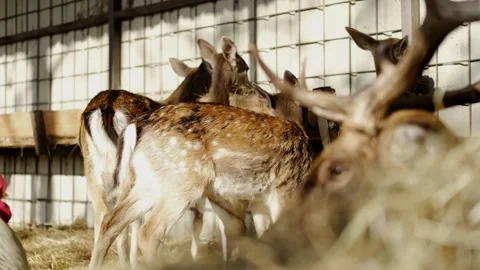 Group of deer eating hay inside a farm enclosure, with a resting antlered stag Stock Footage 327535870