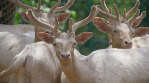Group of Deer in Ecological Zoo Stock Footage 156010329