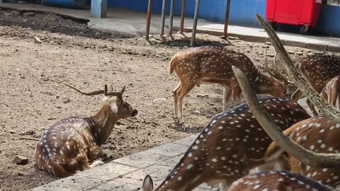 A group of deer is enjoying the moment on the ground Stock Footage 310922004