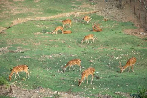 Group of deer feeding grass Stock Photos