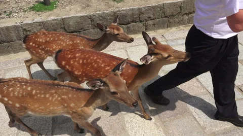 Group Of Deer Follow Man Thru Group Of People For Food Nara Japan Video stock 47159062