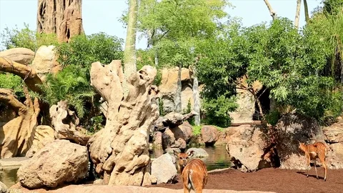 A group of deer Stock Footage 82943956