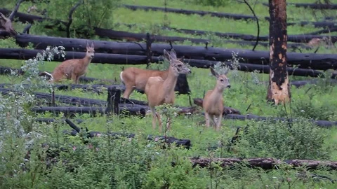 Group of deer Stock Footage 112365959